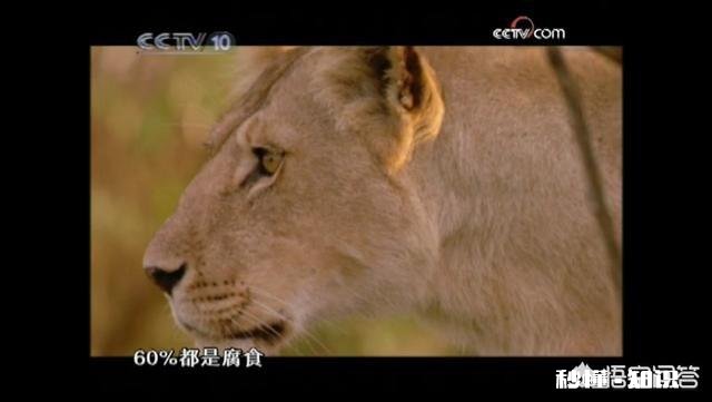 老虎跟狮子，到底哪个跑得快哪个耐力比较好