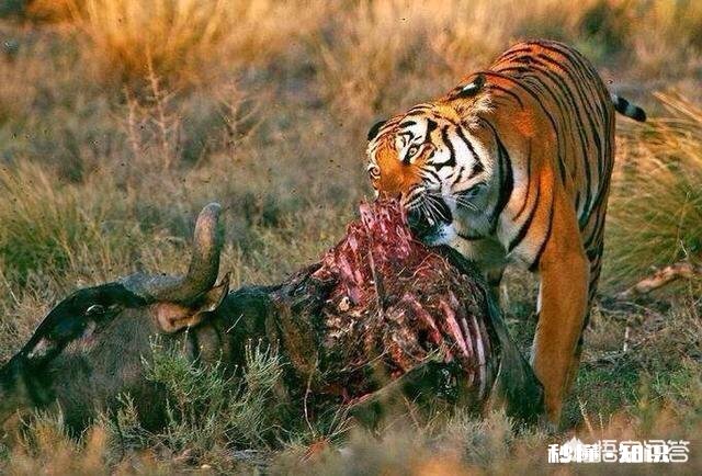 老虎跟狮子，到底哪个跑得快哪个耐力比较好