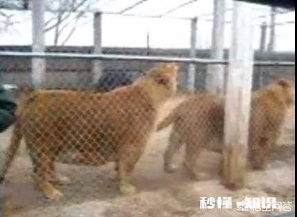 老虎跟狮子，到底哪个跑得快哪个耐力比较好