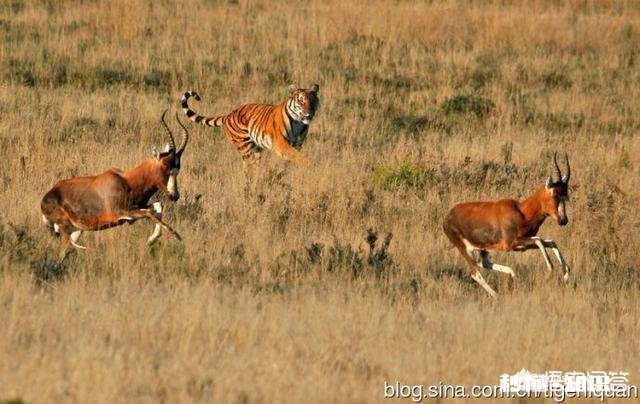 老虎跟狮子，到底哪个跑得快哪个耐力比较好