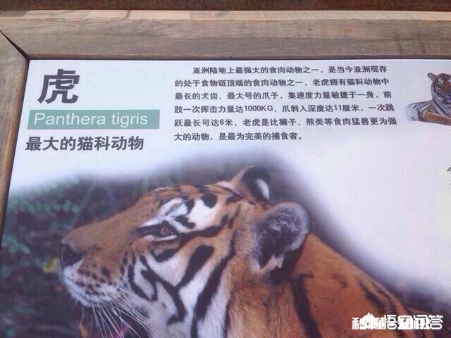 老虎跟狮子，到底哪个跑得快哪个耐力比较好