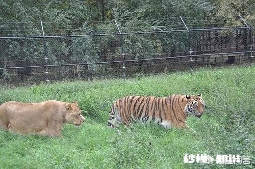 老虎跟狮子，到底哪个跑得快哪个耐力比较好