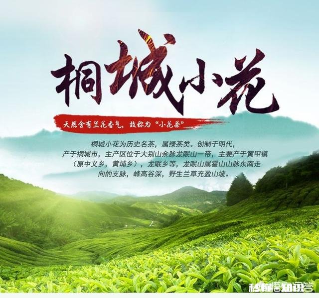 怎样提高桐城小花茶叶的销量