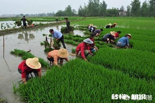 秧苗是插秧高产还是抛秧高产