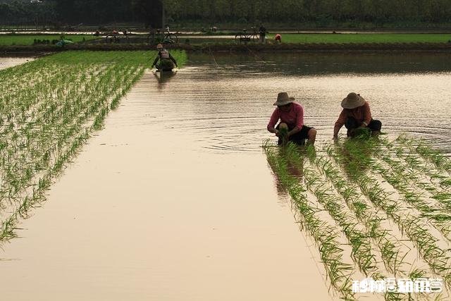 秧苗是插秧高产还是抛秧高产