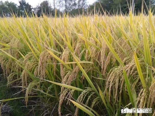 秧苗是插秧高产还是抛秧高产
