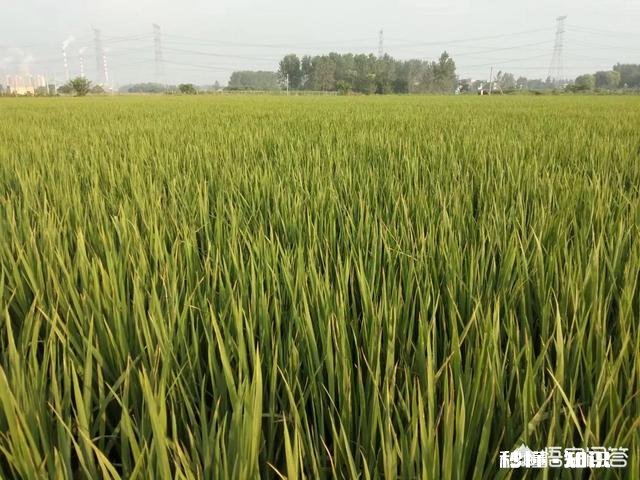 秧苗是插秧高产还是抛秧高产