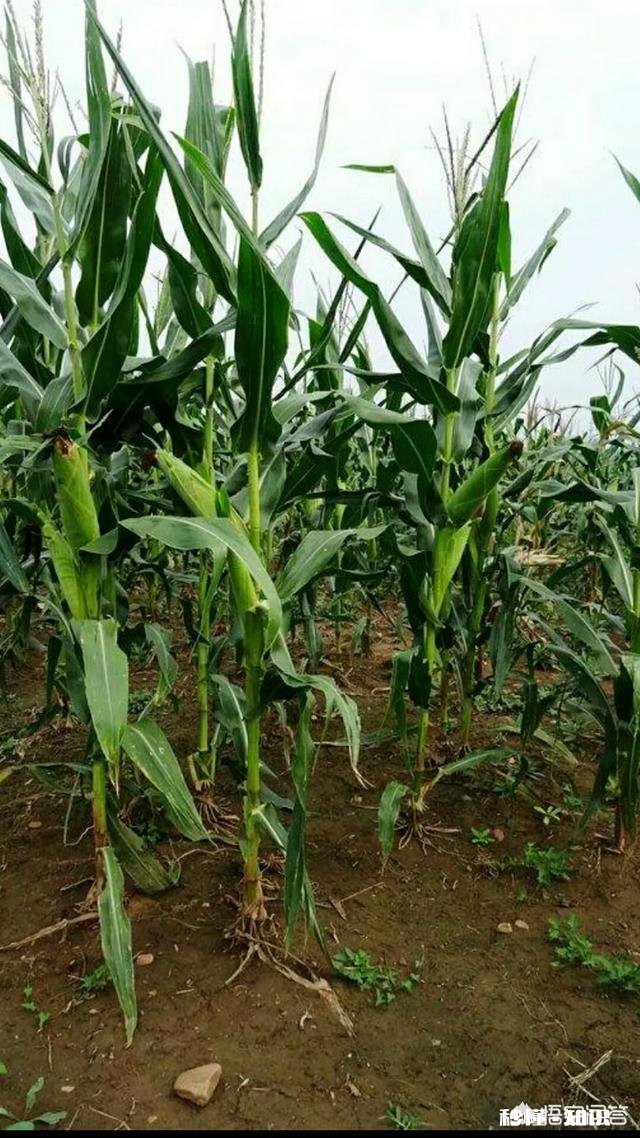 玉米苗发黄是什么原因，怎么补救