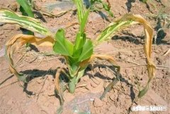 玉米苗发黄是什么原因，怎么补救