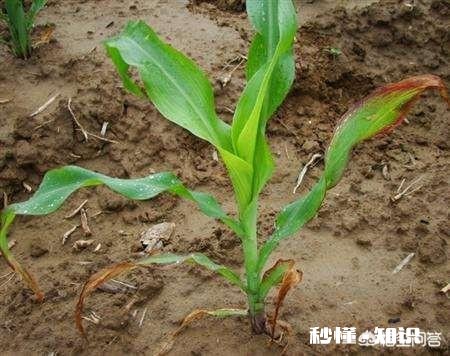 玉米苗发黄是什么原因，怎么补救