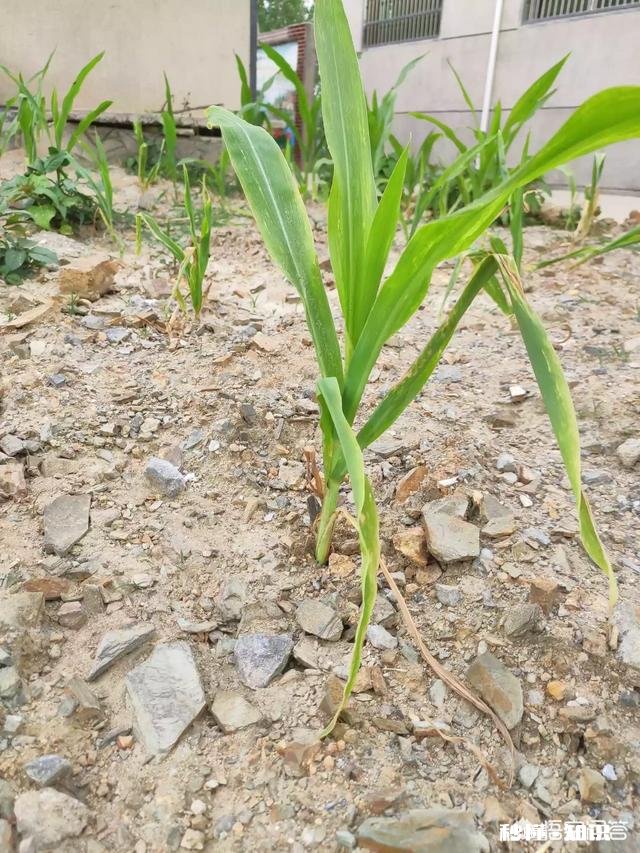 玉米苗发黄是什么原因，怎么补救