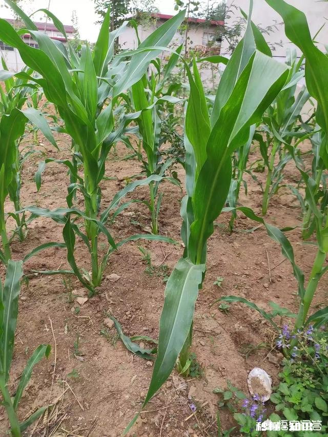 玉米苗发黄是什么原因，怎么补救