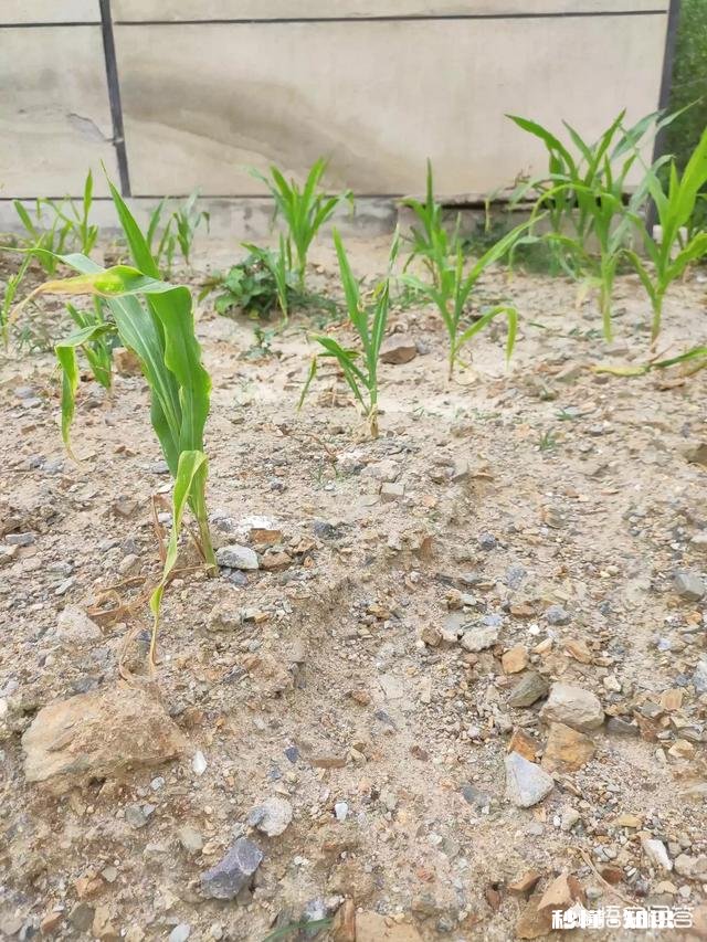 玉米苗发黄是什么原因，怎么补救