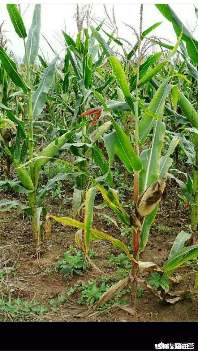 玉米苗发黄是什么原因，怎么补救