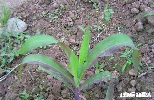 玉米苗发黄是什么原因，怎么补救