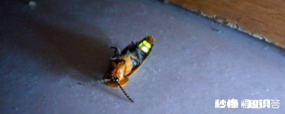 什么动物被形容为路灯