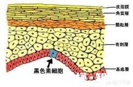 除了保湿作用的化妆品，我们的皮肤还能吸收什么化妆品呢