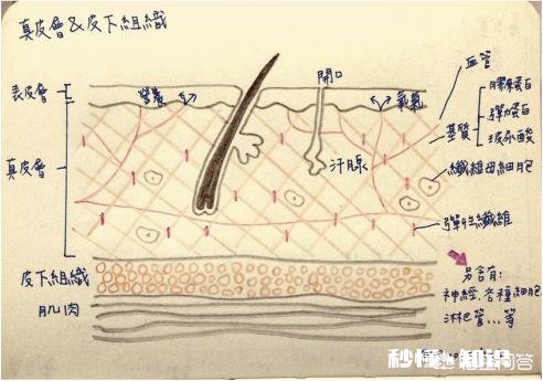 除了保湿作用的化妆品，我们的皮肤还能吸收什么化妆品呢