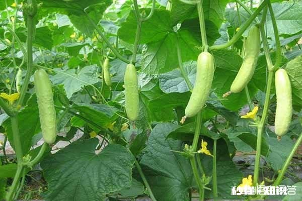 你愿意和你爱的人，回农村种地，过着粗茶淡饭，与世无争的生活吗一间房，一辆自行车