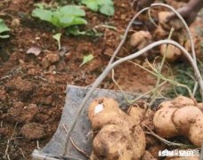 种植凉薯为什么需要插扦整枝才高产呢