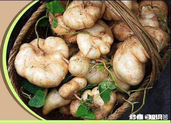 种植凉薯为什么需要插扦整枝才高产呢