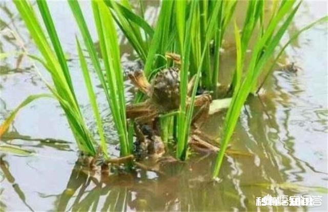 河蟹吃食为何时好时坏