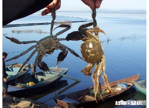 河蟹吃食为何时好时坏