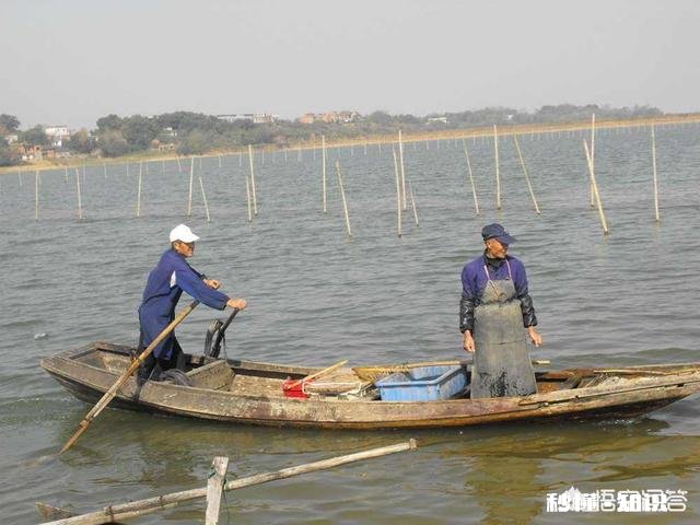 河蟹吃食为何时好时坏