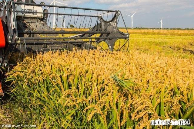 自幼在农村长大的你，到了现在为什么会喜欢在城市生活呢