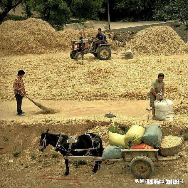 自幼在农村长大的你，到了现在为什么会喜欢在城市生活呢