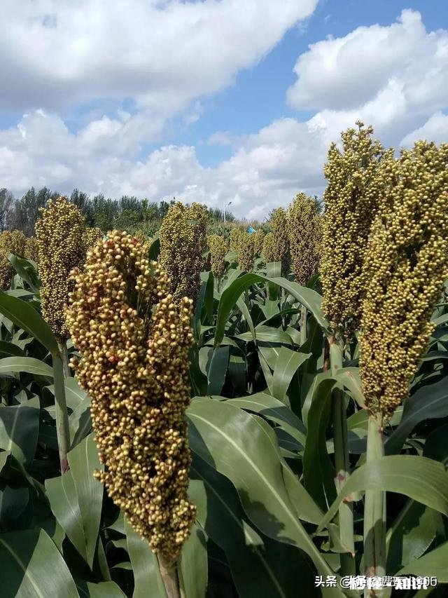 自幼在农村长大的你，到了现在为什么会喜欢在城市生活呢