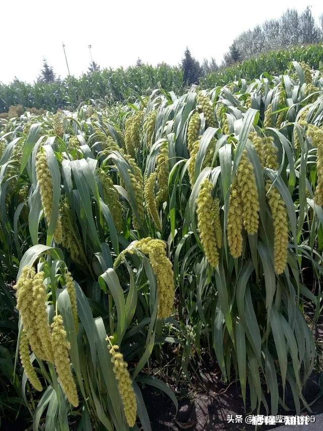 自幼在农村长大的你，到了现在为什么会喜欢在城市生活呢