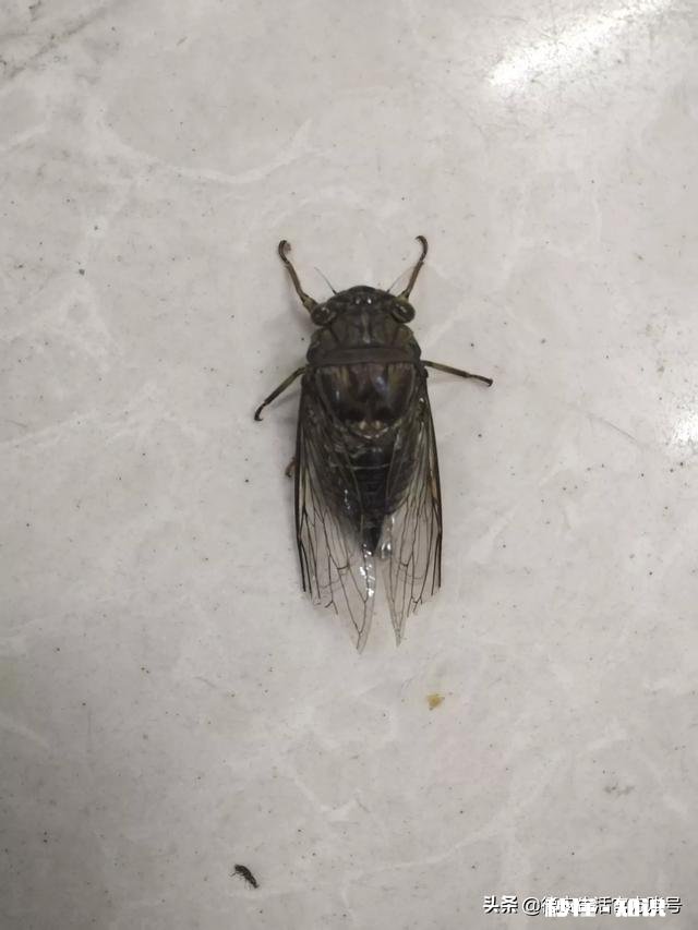 自幼在农村长大的你，到了现在为什么会喜欢在城市生活呢