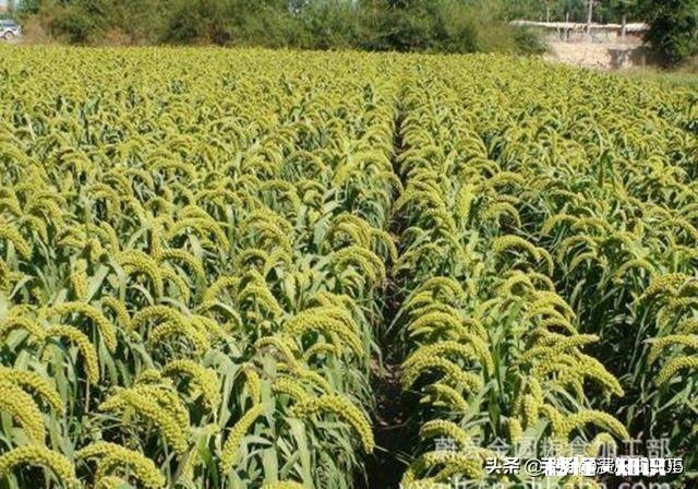 自幼在农村长大的你，到了现在为什么会喜欢在城市生活呢