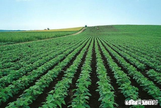 自幼在农村长大的你，到了现在为什么会喜欢在城市生活呢