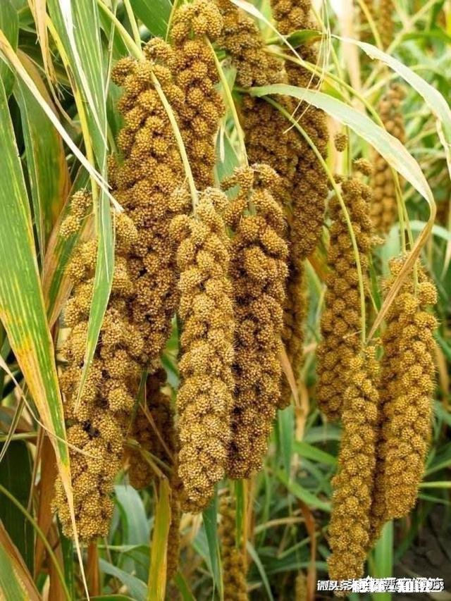 自幼在农村长大的你，到了现在为什么会喜欢在城市生活呢