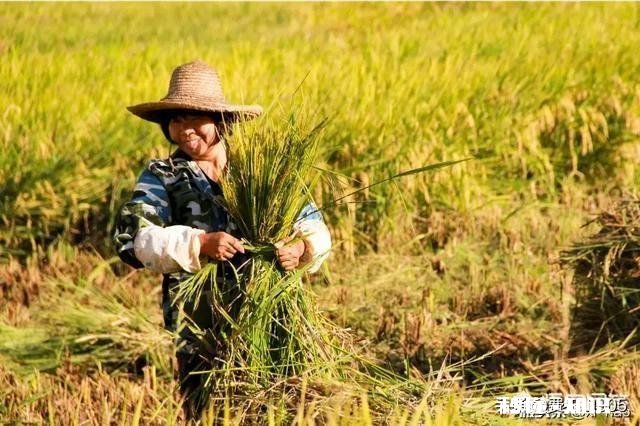 自幼在农村长大的你，到了现在为什么会喜欢在城市生活呢