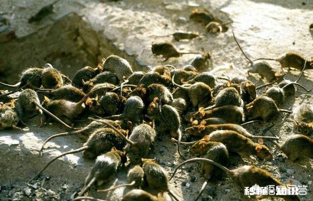 明朝真的亡于士大夫吗