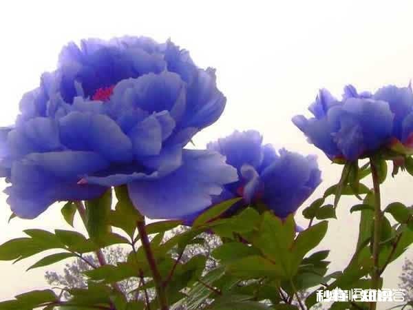 古代洛阳本一直是政治型都市，为何到北宋后转变成休闲娱乐型文化都市了呢