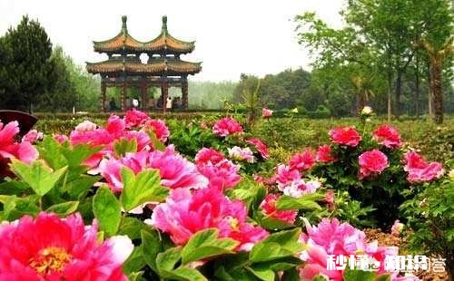 古代洛阳本一直是政治型都市，为何到北宋后转变成休闲娱乐型文化都市了呢