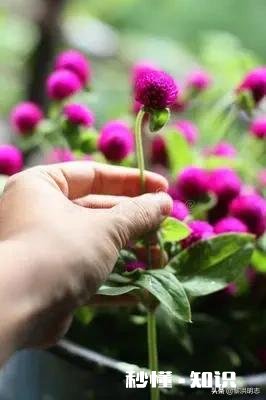 五年的恋爱，但最后在爱情和亲情面前，我选择了亲情，我错了吗