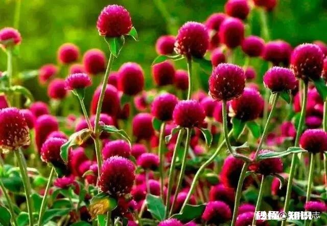 五年的恋爱，但最后在爱情和亲情面前，我选择了亲情，我错了吗