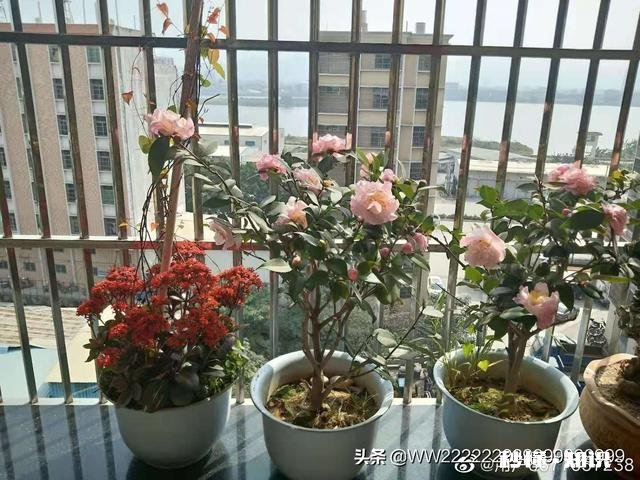 金钱可以让爱情更美好，但是这能划等号吗