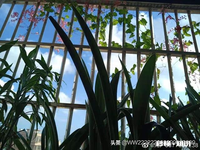 金钱可以让爱情更美好，但是这能划等号吗