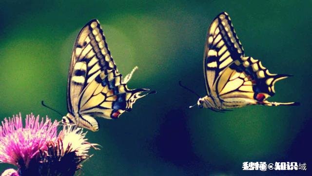 令你只看一次就记住的诗句有哪些