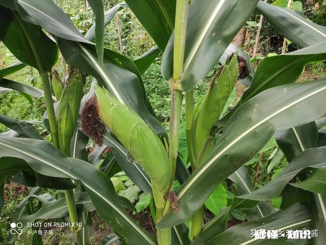 老家的宅基地，房子基本塌了，还有必要翻盖吗