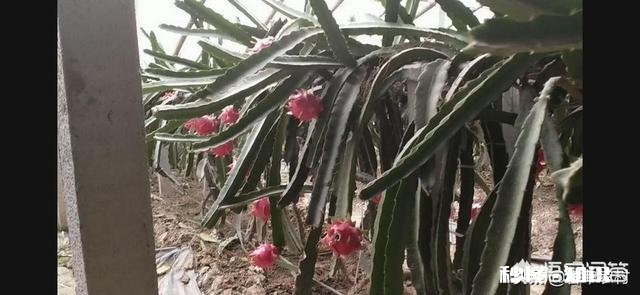 你支持过年放16天，从除夕放到元宵节吗