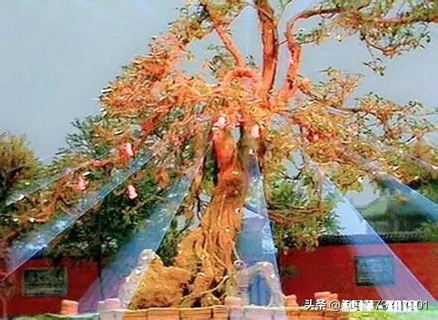 孙悟空72变都能变什么，有何依据