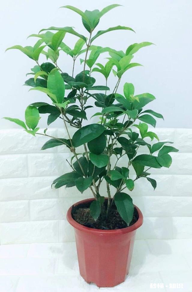 沉香香灰有哪些用途