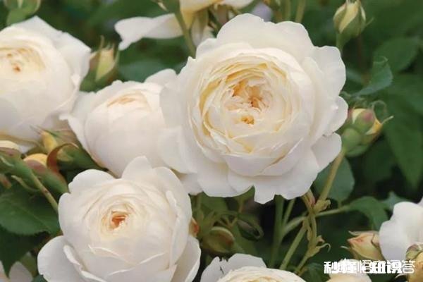 白色月季有多少个品种
